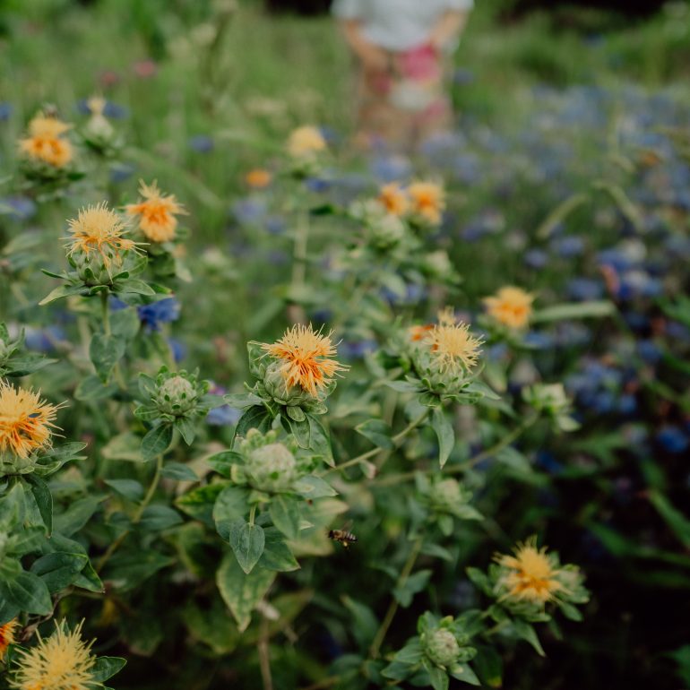 Färberdistel auf dem Blumenfeld von Mentha Piperita.