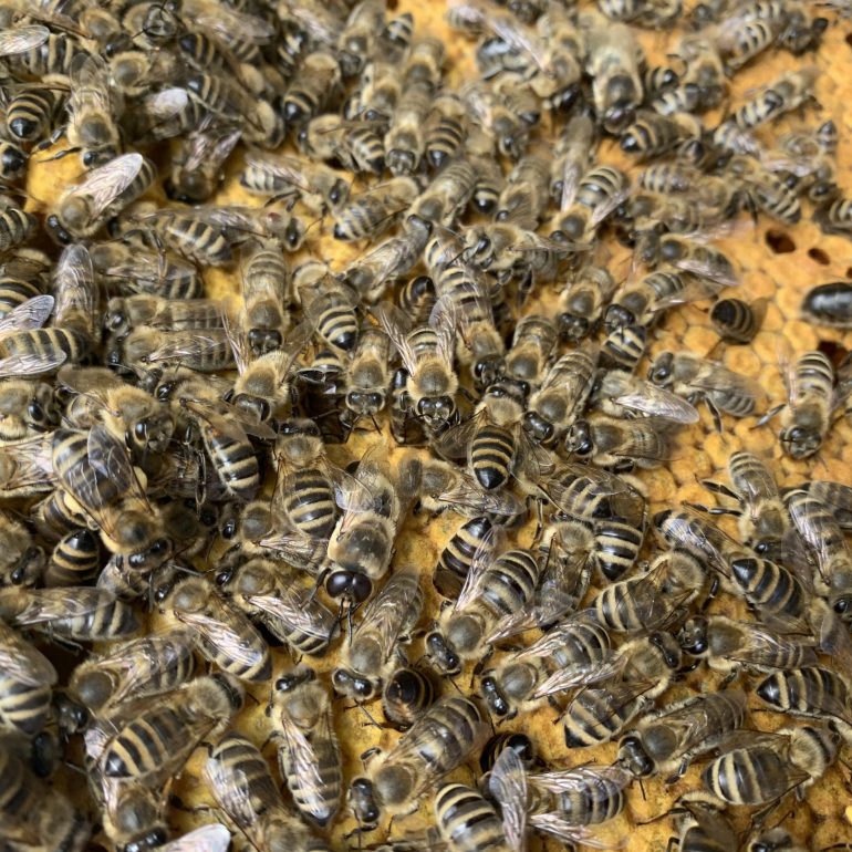 Der Imker vom Reiter, Ronald Royer, gibt mittlerweile 30 Bienenvölkern ein Zuhause