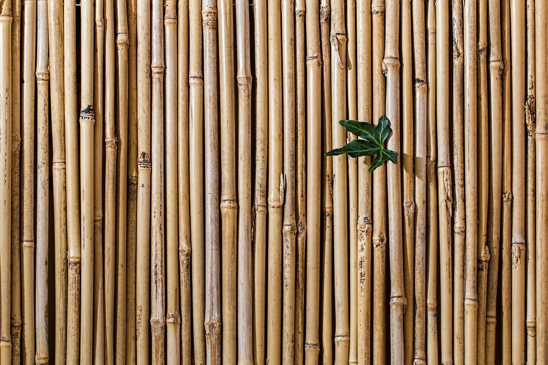 Bambus ist ein besonders nachhaltiger Rohstoff, der jetzt auch Einzug in die Küchenwelt hält.