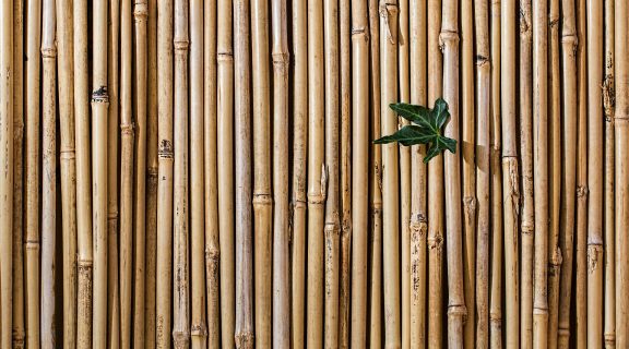 Bambus ist ein besonders nachhaltiger Rohstoff, der jetzt auch Einzug in die Küchenwelt hält.