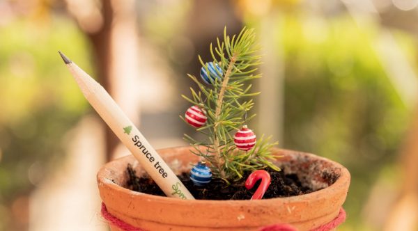 Aus der besonderen Bleistift-Edition von SproutWorld wächst nach Einpflanzen ein Weihnachtsbaum. Foto: SproutWorld