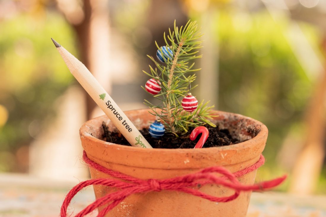 Aus der besonderen Bleistift-Edition von SproutWorld wächst nach Einpflanzen ein Weihnachtsbaum.